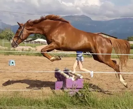 Equi'toria