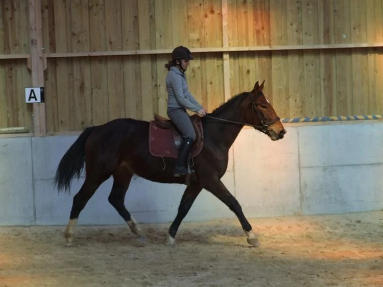 Equi'toria