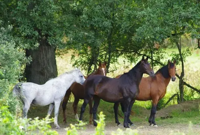 Visites aux prés